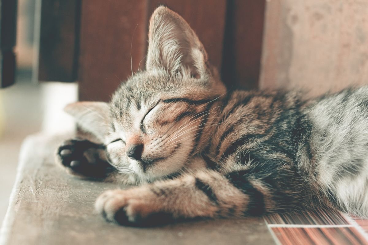 Creating a Cozy Safe Space for a Shy or Anxious Cat