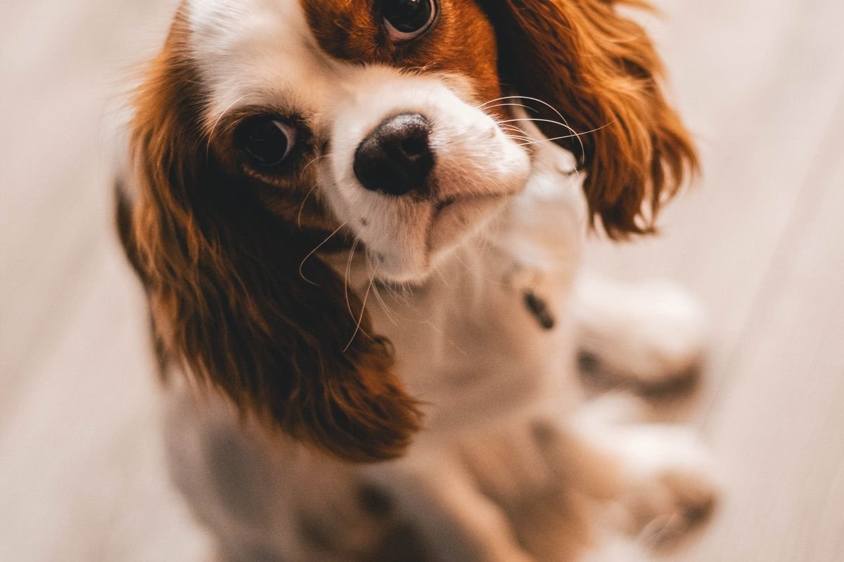 Keeping Your Dog Warm and Calm Indoors