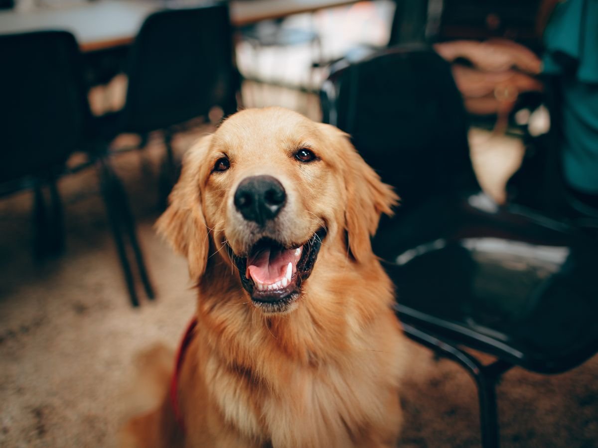 A golden retriever with a gentle, welcoming expression