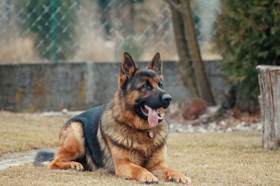 A grey-muzzled senior pet resting peacefully