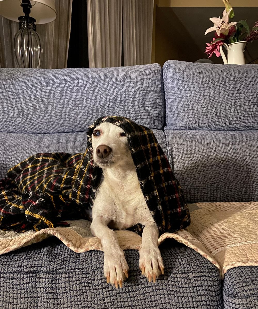 A cozy dog wrapped in a soft blanket at home