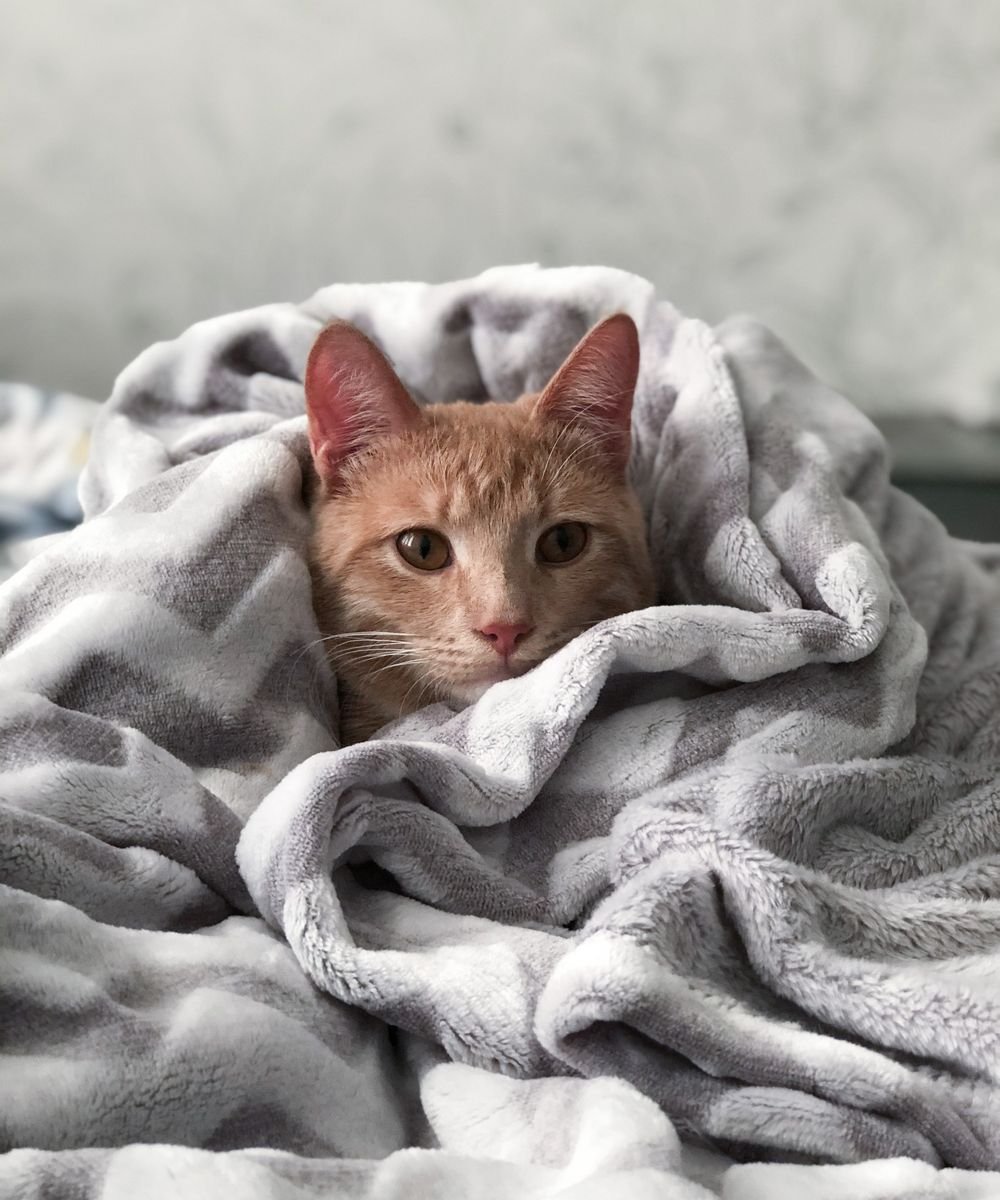 A tabby cat snuggled in a plush blanket