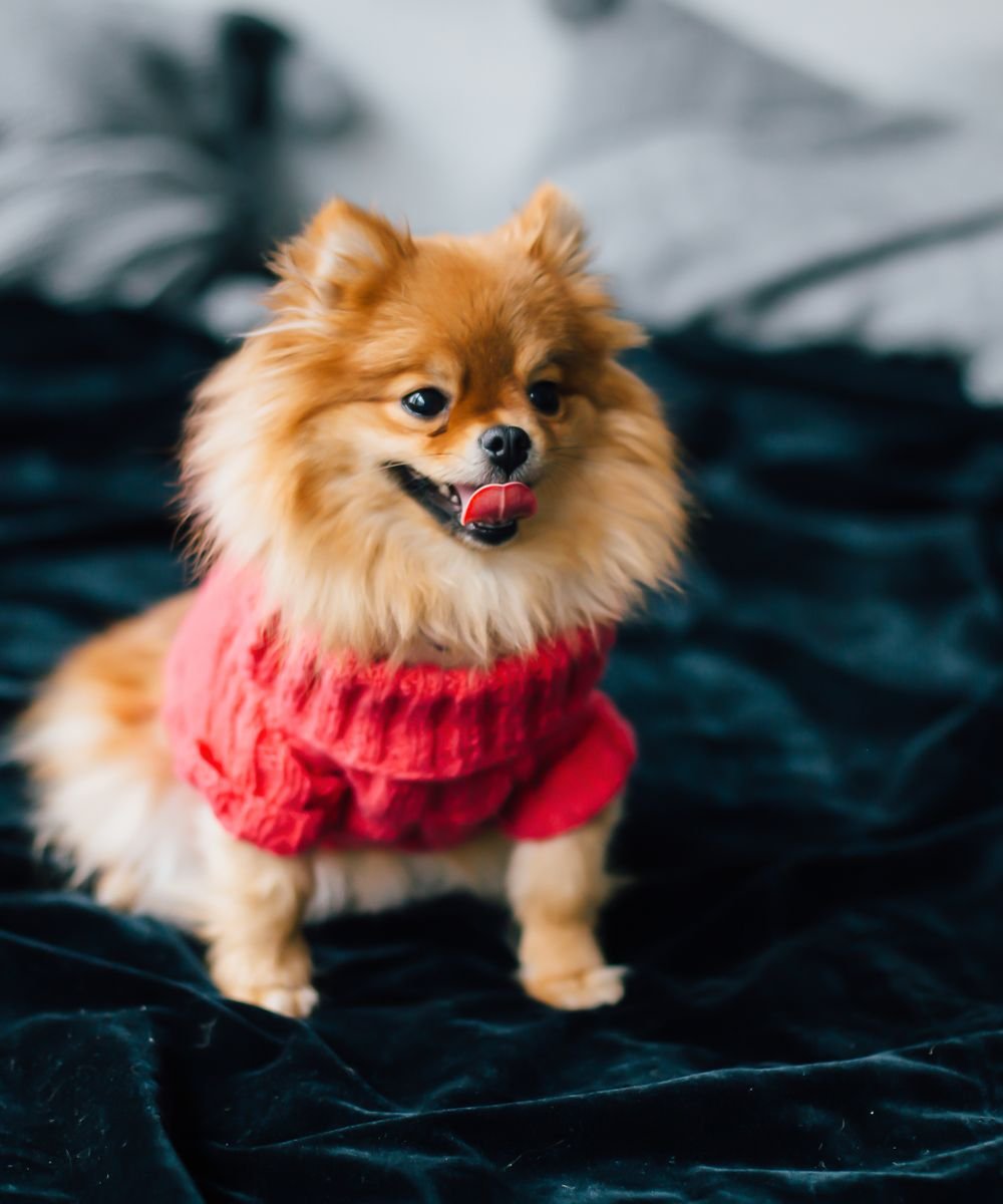 A fluffy Pomeranian in a warm sweater
