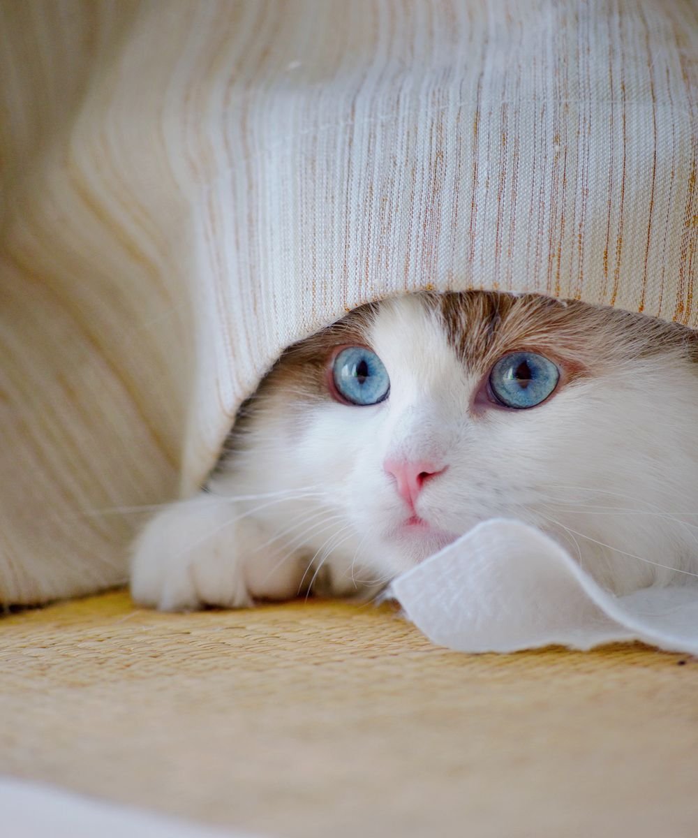 A cat peeking out from under a cozy cover