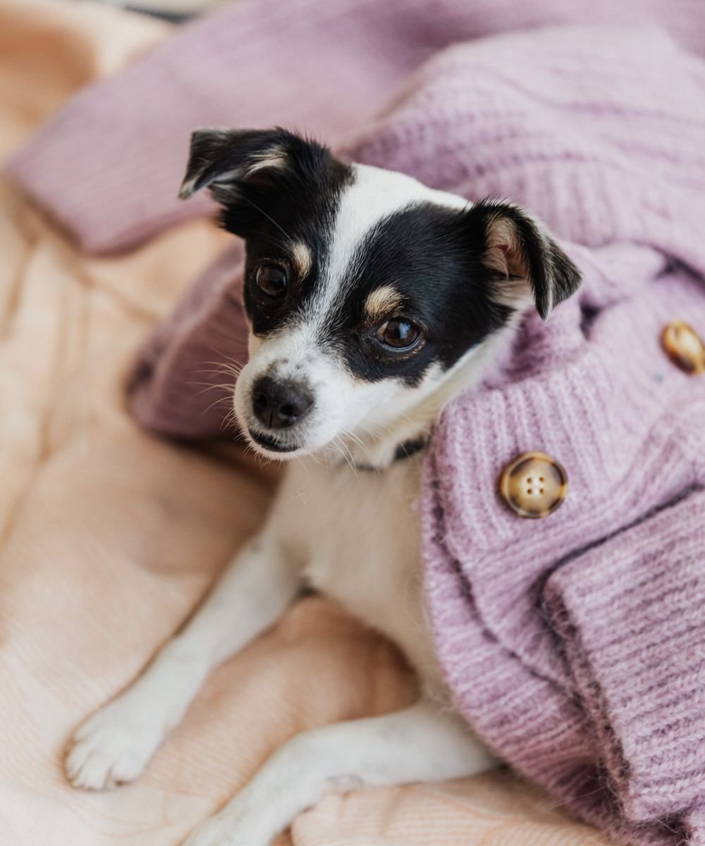 A puppy snuggling under a puffy blanket