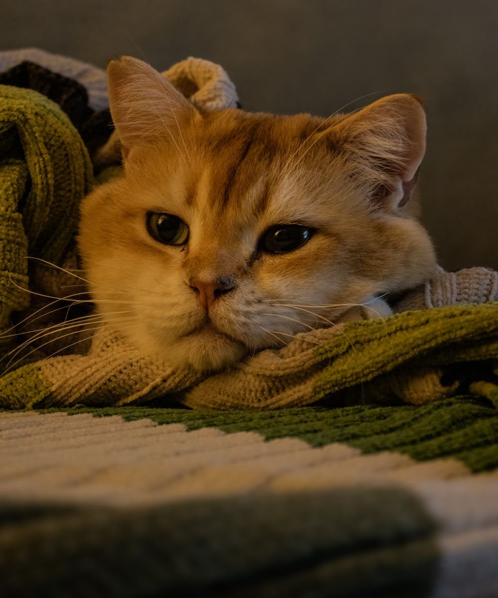 A ginger cat resting in a soft blanket