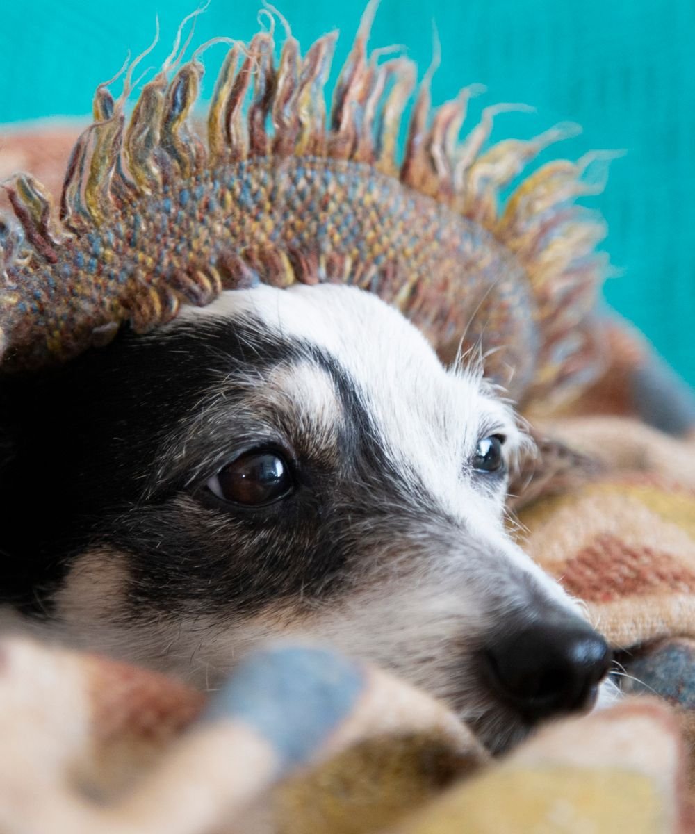 A dog peeking out from a warm blanket