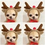 Cozy Fleece Pet Hoodies 5