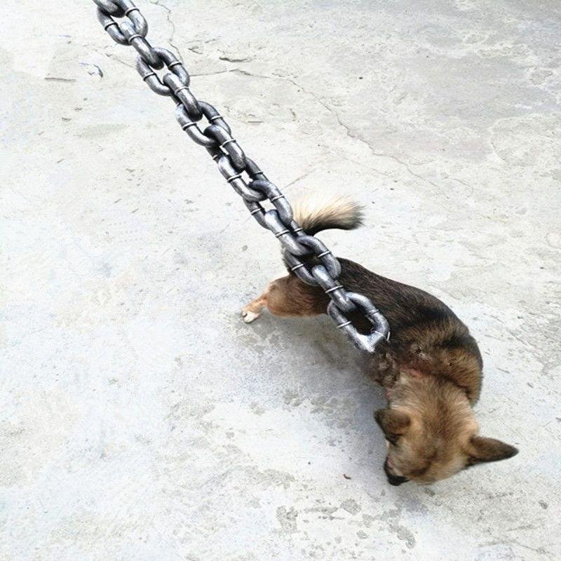Whisper-Light Calming Harness Set