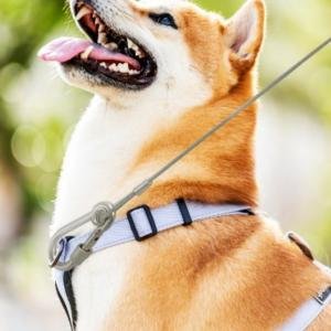 ComfortWalk Leash