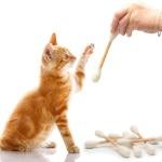 WhisperWand: Gentle Delight for Sensitive Felines 3