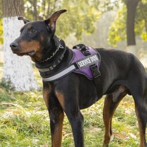 Comforting Support Vest