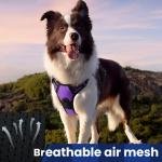 ComfortWrap Pet Harness & Leash 1
