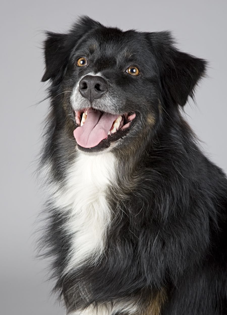 A loyal shelter dog sitting patiently, waiting for a home