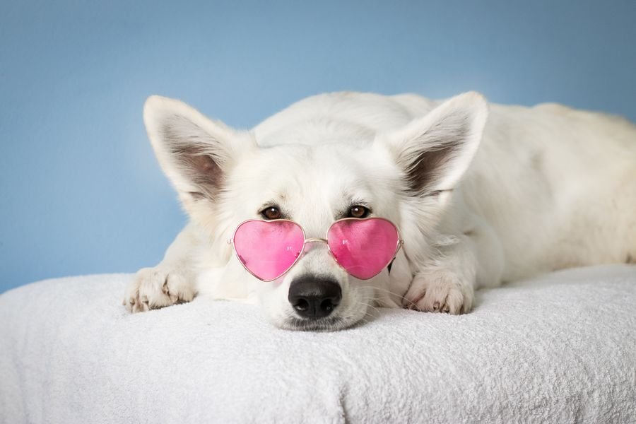 A gentle dog resting its head, looking peaceful