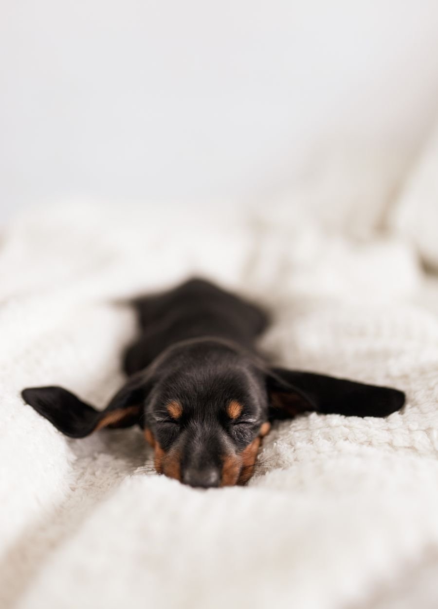 A small senior dog wrapped warmly in a cozy blanket