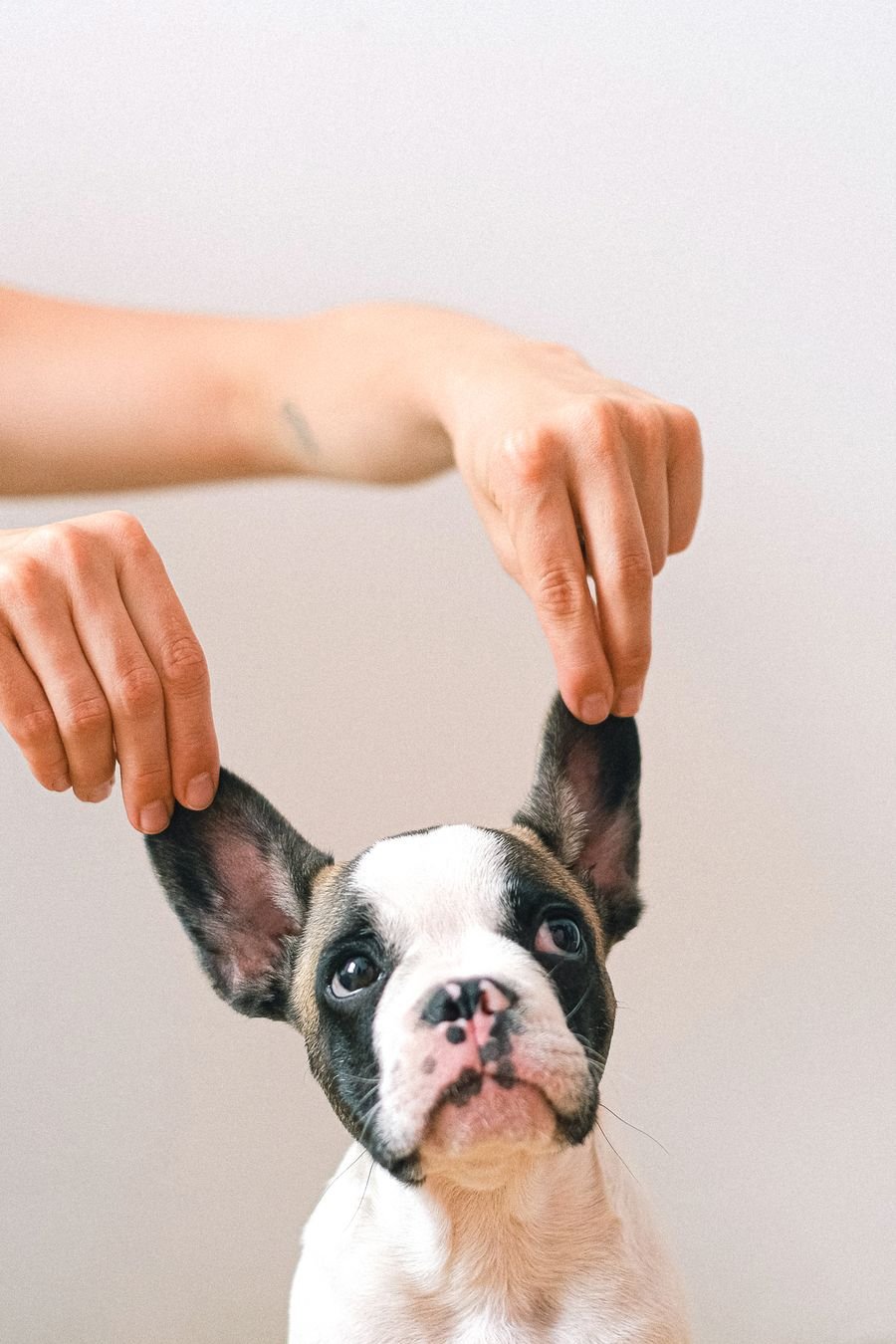 A rescued dog gazing softly, full of quiet gratitude