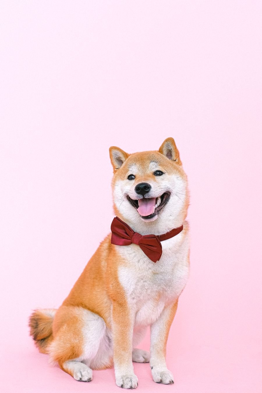 A happy shelter dog with ears perked, ready for affection