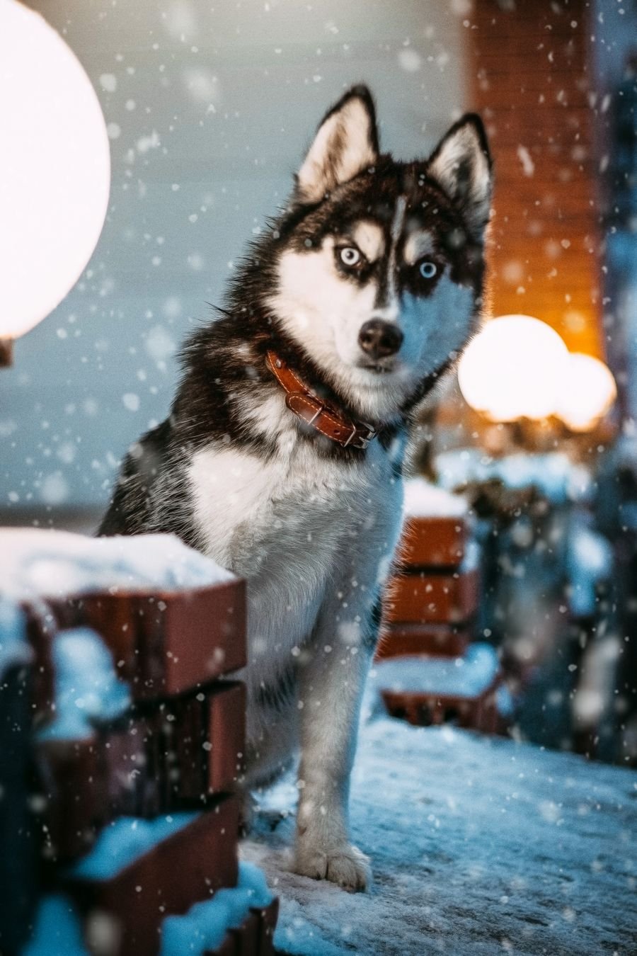 A rescued husky dog with kind eyes in the snow
