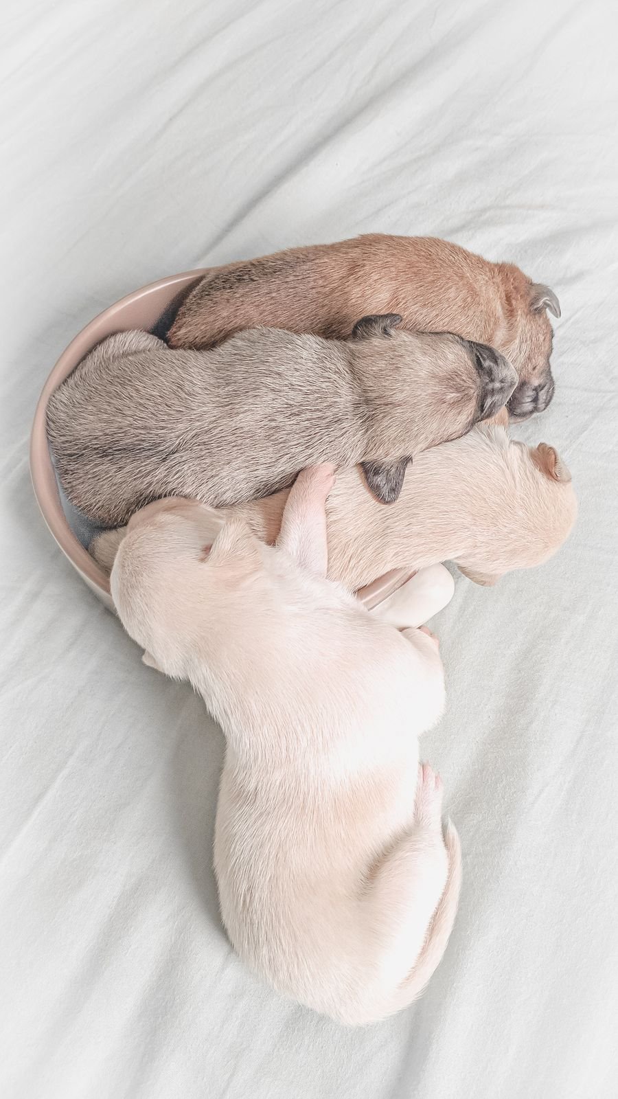 Newborn rescue puppies huddled together for warmth