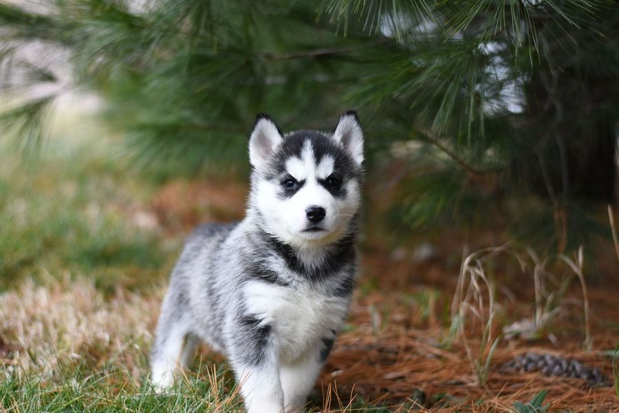 A young rescue husky puppy in a peaceful forest