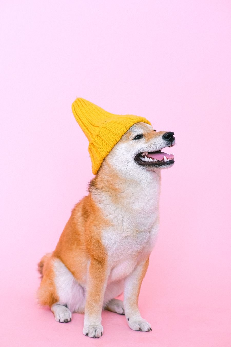 A cozy rescue Shiba Inu in a warm beanie hat