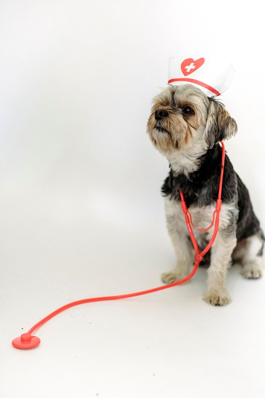 A gentle rescue terrier ready to help others
